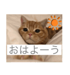 ティミーくん（個別スタンプ：7）