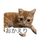 ティミーくん（個別スタンプ：9）