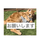 ティミーくん（個別スタンプ：12）