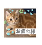 ティミーくん（個別スタンプ：16）