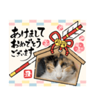 あけおめスタンプにゃんこ（個別スタンプ：4）