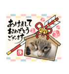 あけおめスタンプにゃんこ（個別スタンプ：6）