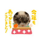 あけおめスタンプにゃんこ（個別スタンプ：12）