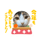 あけおめスタンプにゃんこ（個別スタンプ：13）