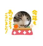 あけおめスタンプにゃんこ（個別スタンプ：14）