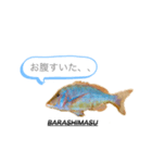 BARASHIMASUスタンプ(タマン編)（個別スタンプ：7）