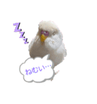 アルビノインコきなこ挨拶スタンプ（個別スタンプ：1）