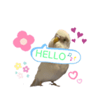 アルビノインコきなこ挨拶スタンプ（個別スタンプ：4）