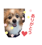 愛犬パピヨンのモカのスタンプです（個別スタンプ：1）