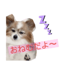愛犬パピヨンのモカのスタンプです（個別スタンプ：2）