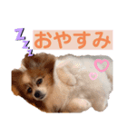 愛犬パピヨンのモカのスタンプです（個別スタンプ：3）