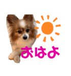 愛犬パピヨンのモカのスタンプです（個別スタンプ：4）
