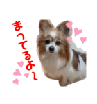愛犬パピヨンのモカのスタンプです（個別スタンプ：6）
