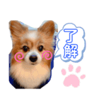 愛犬パピヨンのモカのスタンプです（個別スタンプ：7）