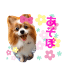 愛犬パピヨンのモカのスタンプです（個別スタンプ：8）