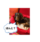 ルークのナイスタンプ！（個別スタンプ：37）