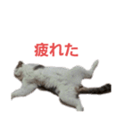 ねこ いぇ～い（個別スタンプ：1）
