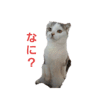 ねこ いぇ～い（個別スタンプ：2）