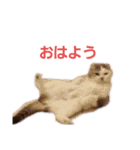 ねこ いぇ～い（個別スタンプ：3）