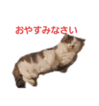 ねこ いぇ～い（個別スタンプ：4）