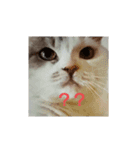 ねこ いぇ～い（個別スタンプ：7）