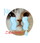 ねこ いぇ～い（個別スタンプ：8）