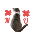 ねこ いぇ～い（個別スタンプ：9）
