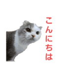 ねこ いぇ～い（個別スタンプ：12）