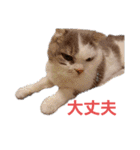 ねこ いぇ～い（個別スタンプ：13）