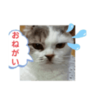 ねこ いぇ～い（個別スタンプ：14）