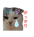 ねこ いぇ～い（個別スタンプ：15）