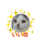 ねこ いぇ～い（個別スタンプ：16）