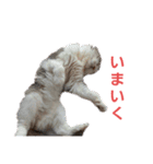 ねこ いぇ～い（個別スタンプ：18）