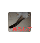 ねこ いぇ～い（個別スタンプ：19）