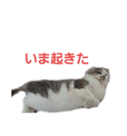 ねこ いぇ～い（個別スタンプ：20）