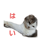 ねこ いぇ～い（個別スタンプ：21）