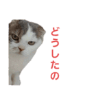 ねこ いぇ～い（個別スタンプ：22）
