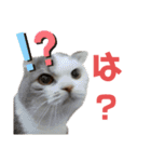 ねこ いぇ～い（個別スタンプ：24）