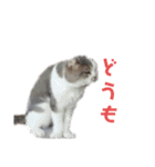 ねこ いぇ～い（個別スタンプ：25）