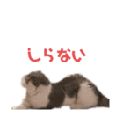 ねこ いぇ～い（個別スタンプ：26）