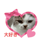 ねこ いぇ～い（個別スタンプ：27）