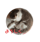 ねこ いぇ～い（個別スタンプ：40）