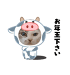 新年スタンプ猫 グレー、白（個別スタンプ：1）