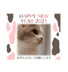 新年スタンプ猫 グレー、白（個別スタンプ：11）