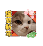 新年スタンプ猫 グレー、白（個別スタンプ：12）