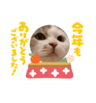新年スタンプ猫 グレー、白（個別スタンプ：15）