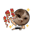 新年スタンプ猫 グレー、白（個別スタンプ：16）