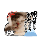 新年スタンプ猫 グレー、白（個別スタンプ：17）