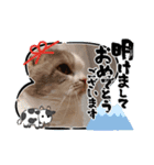 新年スタンプ猫 グレー、白（個別スタンプ：18）