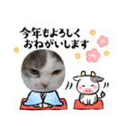 新年スタンプ猫 グレー、白（個別スタンプ：19）